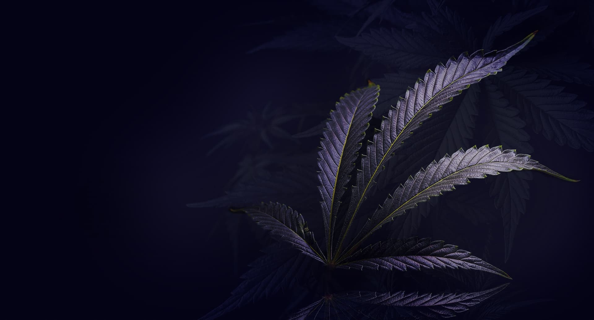Extracts - Inhaled - Packaged